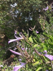Chorisochora transvaalensis