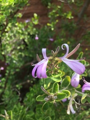 Chorisochora transvaalensis