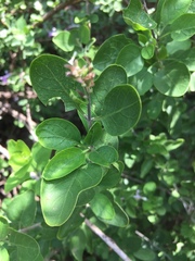 Chorisochora transvaalensis
