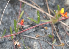 Euchilopsis linearis