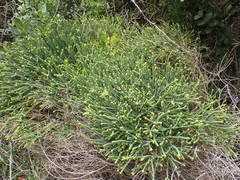 Agathosma apiculata