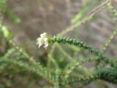 Agathosma apiculata