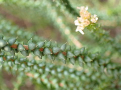 Agathosma apiculata