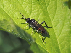 Macrophya militaris