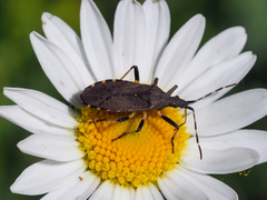 Dicranocephalus medius