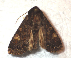 Apamea rubrirena