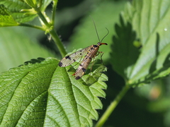 Panorpa connexa