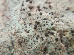 Buellia trachyspora