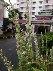 Ocimum basilicum