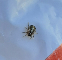 Hypsosinga albovittata