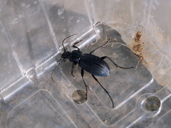 Carabus exaratus