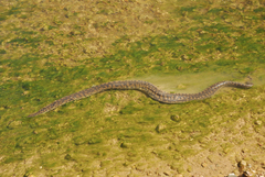 Acrochordus arafurae