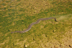 Acrochordus arafurae