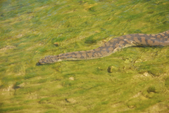 Acrochordus arafurae