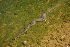 Acrochordus arafurae