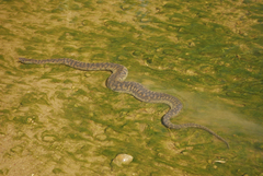 Acrochordus arafurae