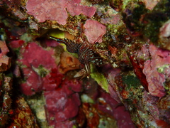 Rhynchocinetes kuiteri