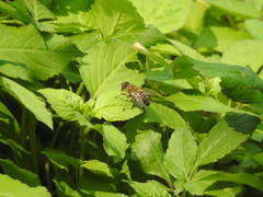 Eristalinus taeniops