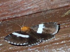 Buzara latizona
