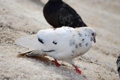 Columba livia domestica