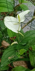 Saururus chinensis