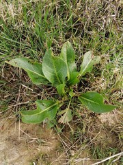 Bistorta officinalis