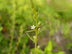Thesium chinense