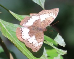 Euryphura isuka