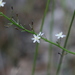Pale Grass Lily - Photo (c) Loxley Fedec, some rights reserved (CC BY-NC), uploaded by Loxley Fedec