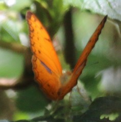 Pseudargynnis hegemone