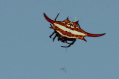 Gasteracantha milvoides
