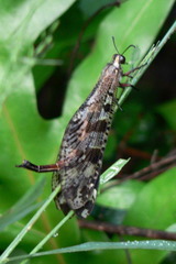 Palparini