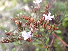Limonium scabrum