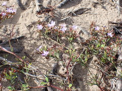 Limonium scabrum