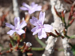 Limonium scabrum