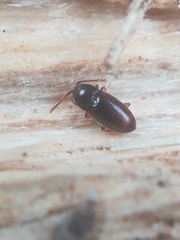 Atomaria nigrirostris