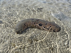 Holothuria lessoni