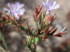 Limonium scabrum