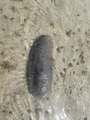 Holothuria lessoni