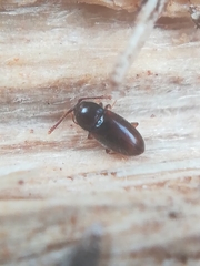 Atomaria nigrirostris