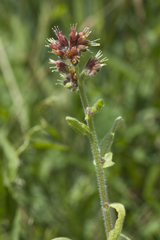 Solenanthus circinnatus