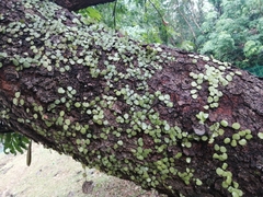 Pyrrosia adnascens