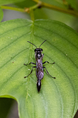 Trypoxylon formosicola