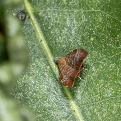 Choreutis achyrodes