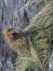 Armeria maritima maritima