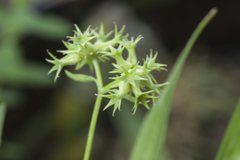 Valerianella dactylophylla