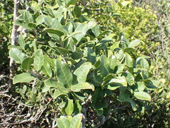 Chionanthus foveolatus