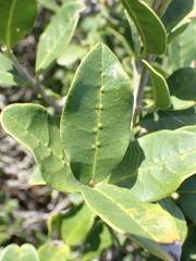 Chionanthus foveolatus