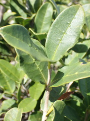 Chionanthus foveolatus