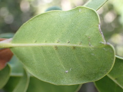 Chionanthus foveolatus